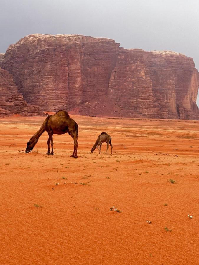 Wadi Rum Oryx Hostel & Tours Esterno foto